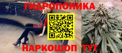 шишки Будённовск